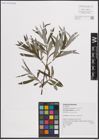 Foto von Salix eleagnos Scop.